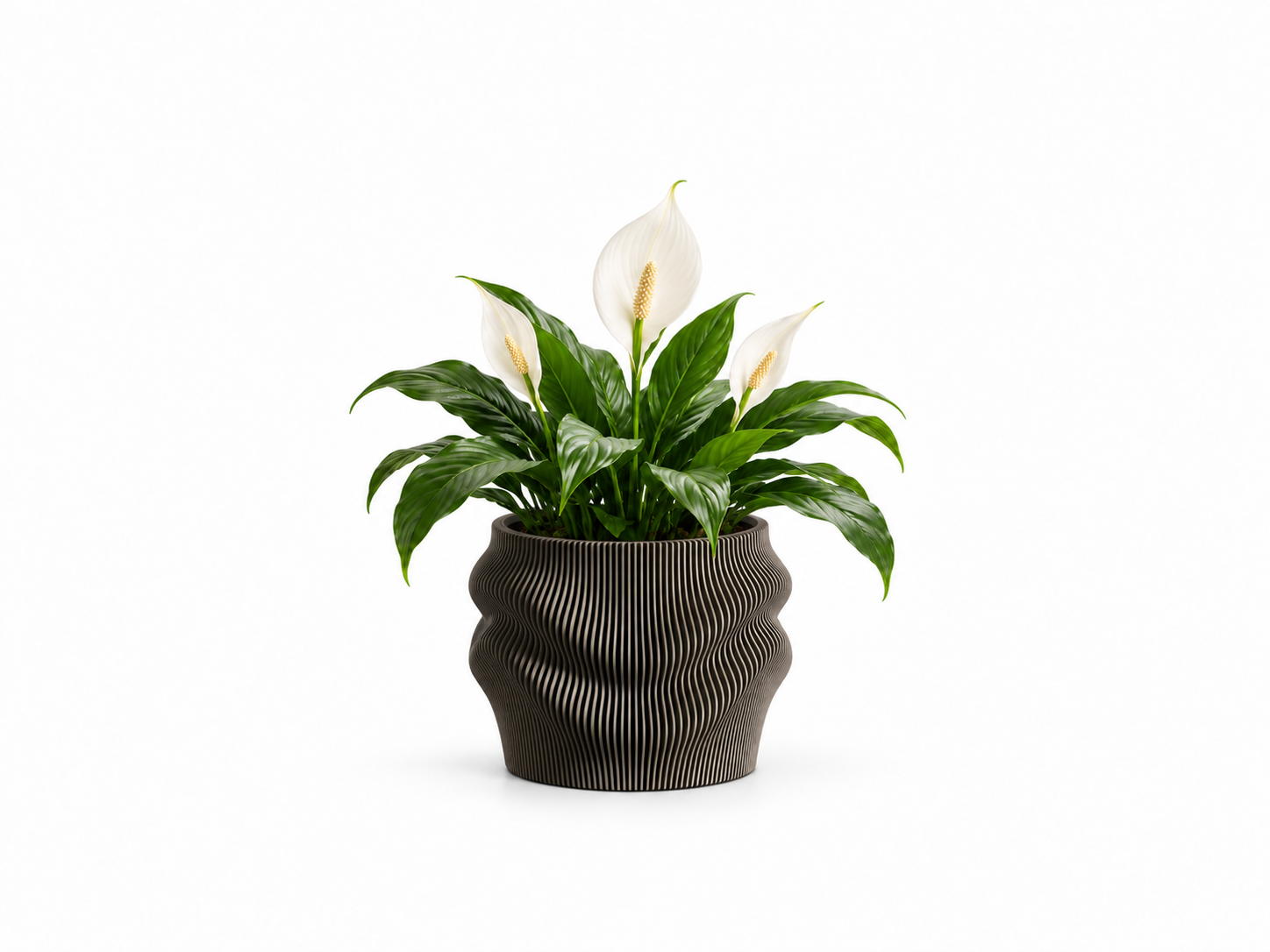peace lily in sculptural ribbed planter.png peace lily in sculptural ribbed planter.png