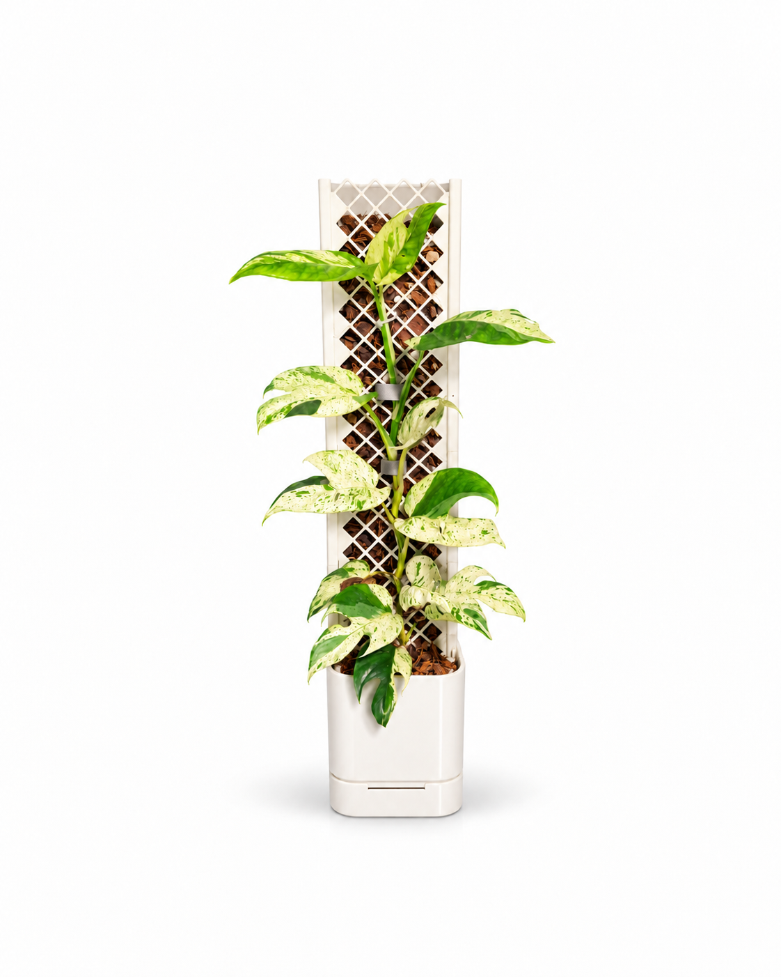 variegated pothos trellis planter.png variegated pothos trellis planter.png